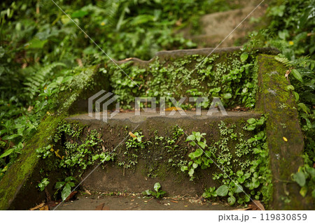 Stairs covered with moss in the jungle Stairs covered with moss in the jungle 119830859