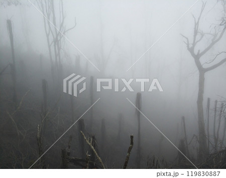 Jungle in the mountains in the fog after a storm. Forest in the fog. Trees, palm trees and branches are broken around after a volcanic eruption. Jungle in the mountains in the fog after a storm. Forest in the fog. Trees, palm trees and branches are broken around after a volcanic eruption. 119830887