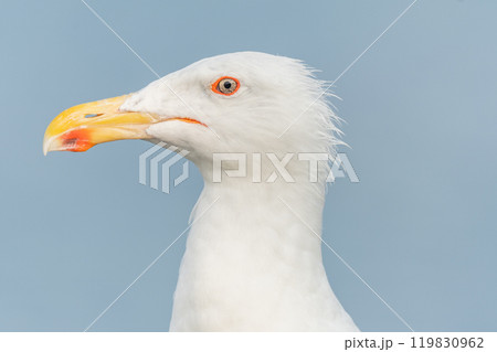 Lesser Black-backed Gull (Larus fuscus) portrait in a port on the Atlantic coast. 119830962