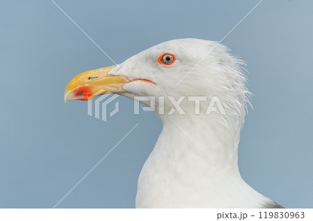 Lesser Black-backed Gull (Larus fuscus) portrait in a port on the Atlantic coast. Lesser Black-backed Gull (Larus fuscus) portrait in a port on the Atlantic coast. 119830963