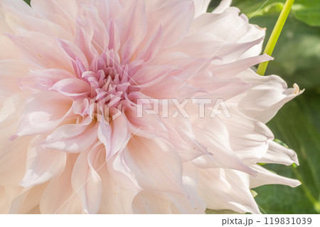 Cafe au Lait Dahlias Flower blossoms in a public garden. Close-up Dahlias , daylight Cafe au Lait Dahlias Flower blossoms in a public garden. Close-up Dahlias , daylight 119831039
