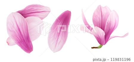 Pink magnolia flower petal isolated on white background with full depth of field. Top view. Flat lay 119831196