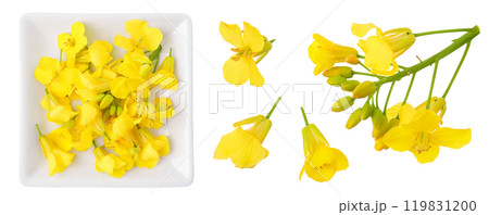 Rapeseed flowers in ceramic bowl isolated on white background, Top view. Flat lay 119831200
