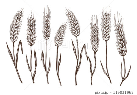 Wheat bread ears hand drawn vector illustration. Wheat bread ears hand drawn vector illustration. 119831965