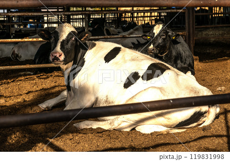 cattle raised on fattening farms for meat and milk cattle raised on fattening farms for meat and milk 119831998