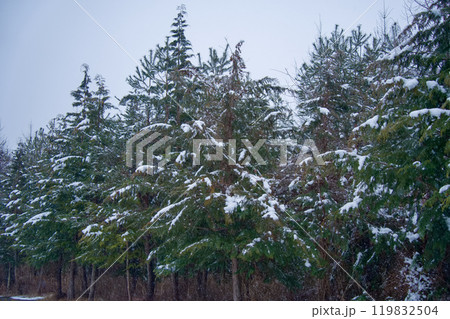 雪が積もった針葉樹 119832504