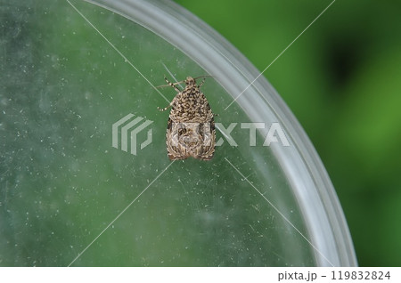 シロテンシロアシヒメハマキ シロテンシロアシヒメハマキ 119832824