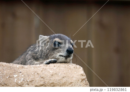 岩の上でうつ伏せで休むキボシイワハイラックス 119832861