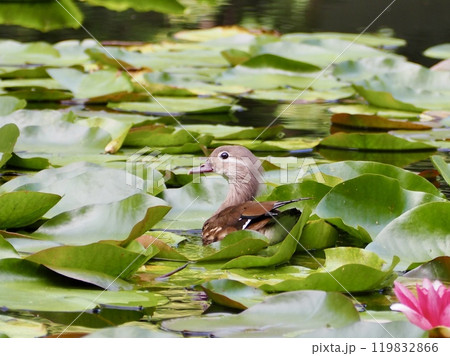 オシドリ 119832866