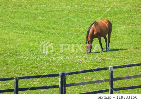 夏の北海道　日本最大の馬産地　日高地方 119833150
