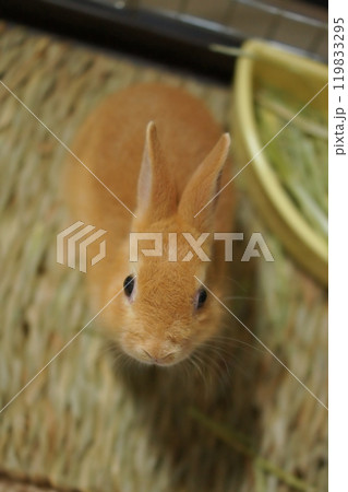 ふわふわな子ウサギ 119833295