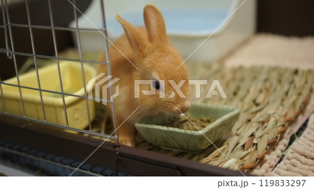 ケージの中のペットのうさぎ 119833297