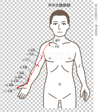針灸穴位、手太陰經、壓點圖解 針灸穴位、手太陰經、壓點圖解 119833316