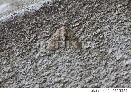 シロテンコバネナミシャク 119833381