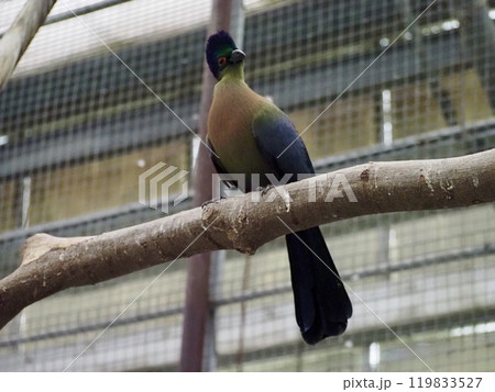 リスカッコウ 119833527