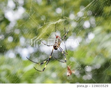 ジョロウグモ 119833529