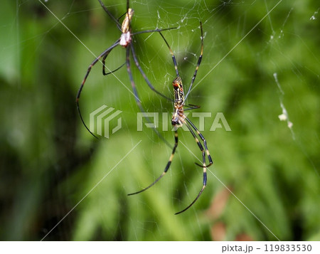 ジョロウグモ 119833530