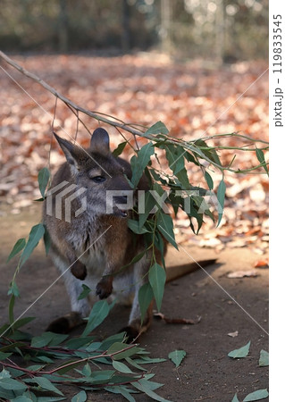 葉を食べているワラビー 119833545