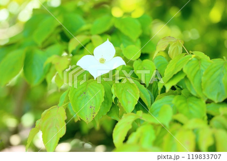 爽やか　ヤマボウシの花 119833707