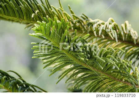 A Glimpse of Christmas Joy on Pine Branches A Glimpse of Christmas Joy on Pine Branches 119833710