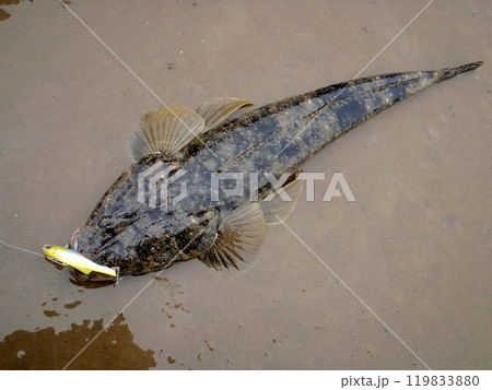 ルアーに掛かったマゴチを砂浜に置いて撮った ルアーに掛かったマゴチを砂浜に置いて撮った 119833880