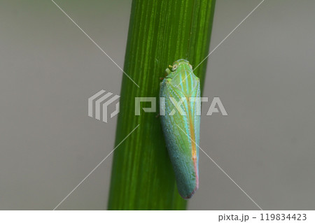 アオバハゴロモ アオバハゴロモ 119834423