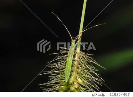 クモヘリカメムシの幼虫 119834467