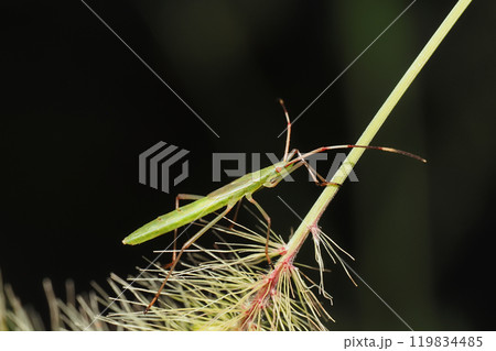 クモヘリカメムシの幼虫 クモヘリカメムシの幼虫 119834485
