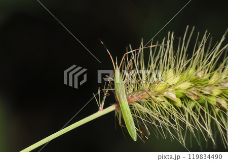 クモヘリカメムシの幼虫 クモヘリカメムシの幼虫 119834490