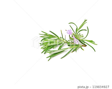 Rosemary sprig flowering isolated on white background. Aromatic evergreen shrub Rosemary sprig flowering isolated on white background. Aromatic evergreen shrub 119834927