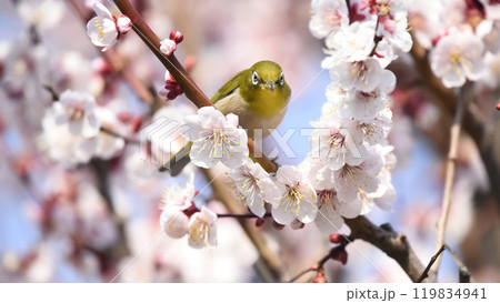 満開の白梅にメジロさんがやってきた （春イメージ） 119834941