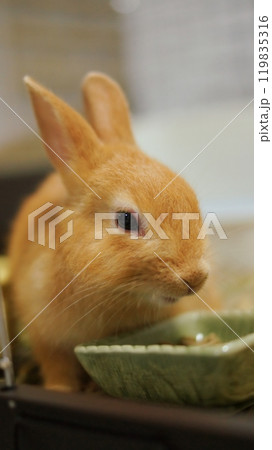 食事中のうさぎ 食事中のうさぎ 119835316