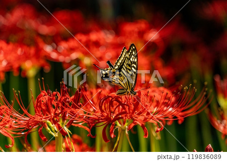 彼岸花の蜜を吸うアゲハチョウ 119836089