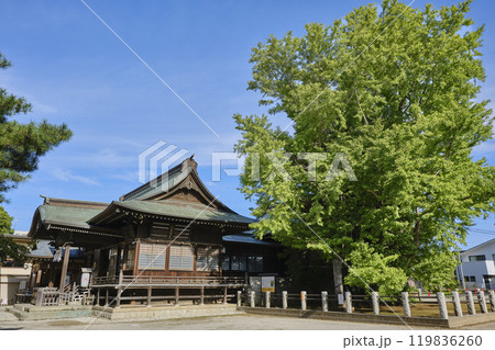 千葉県市川市　葛飾八幡宮　本殿と千本公孫樹（国指定天然記念物） 119836260