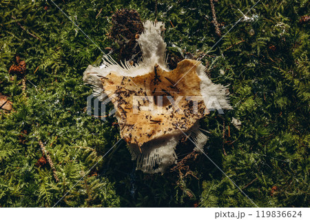 Mushroom in the forest that serves as a food source for animals 119836624