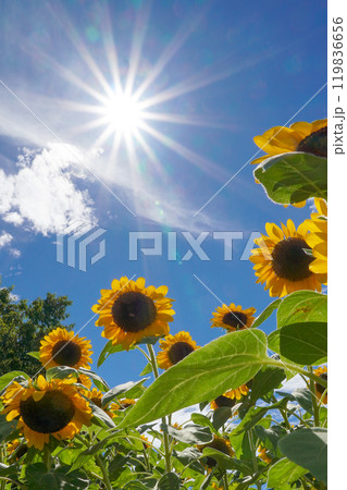 太陽に向かって咲くひまわり 119836656