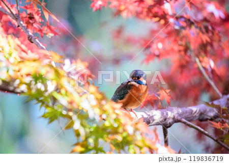 紅葉の枝にとまるカワセミ 119836719