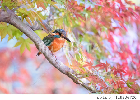 紅葉の中のカワセミ 119836720