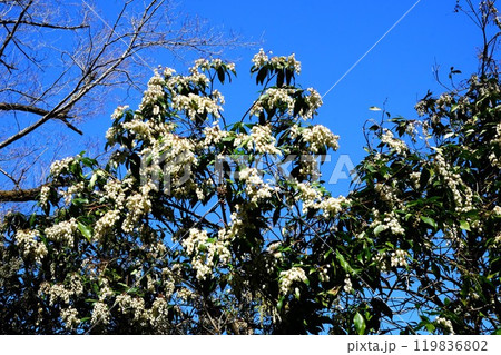 青い空に白い馬酔木の花咲く　【相模原市津久井　3月】 119836802