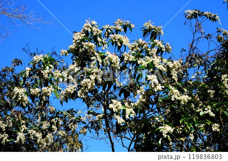青い空に白い馬酔木の花咲く 【相模原市津久井 3月】 青い空に白い馬酔木の花咲く 【相模原市津久井 3月】 119836803