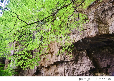 布引観音への参道の岩壁 119836850