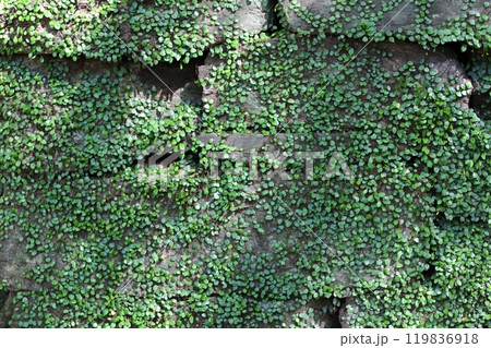 石垣に這う丸い葉のシダ植物 マメヅタ 豆蔦 差し込む光に当たる石垣のマメヅタ 石垣に這う丸い葉のシダ植物 マメヅタ 豆蔦 差し込む光に当たる石垣のマメヅタ 119836918