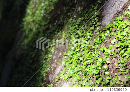 石垣に這う丸い葉のシダ植物　マメヅタ　豆蔦　差し込む光に当たる石垣のマメヅタ 119836920