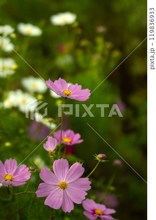 十月のコスモス畑 119836933