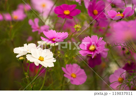 十月のコスモス畑 119837011