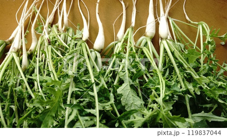 間引きした大根 119837044