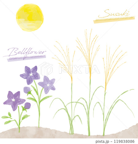 ススキとキキョウの手書き水彩画イラスト ススキとキキョウの手書き水彩画イラスト 119838086
