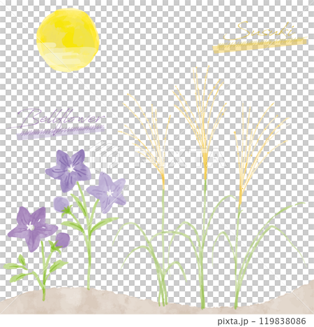 ススキとキキョウの手書き水彩画イラスト ススキとキキョウの手書き水彩画イラスト 119838086