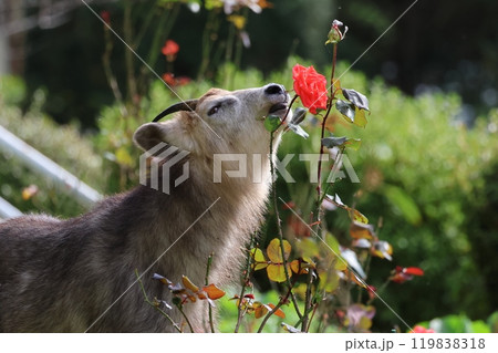 赤いバラの花の匂いを嗅ぐニホンカモシカ 119838318