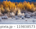 朝日を浴びる霧氷を纏った樹木 119838573